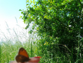 Angel8 - photo 1
