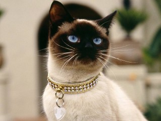 Ekaterina911's profile picture
