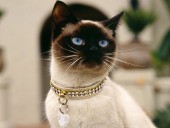 Ekaterina911 - photo 2