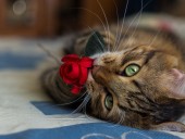 Sweetheart - photo 4