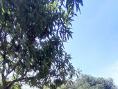 fixybee - photo 1