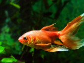 goldfish_test - photo 1